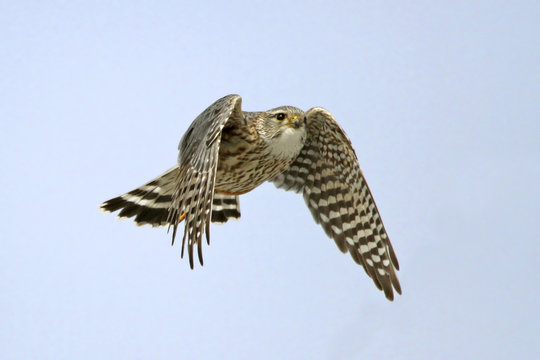 A Merlin, Falco columbarius, in flight in Saskatoon, Saskatchewan, Canada