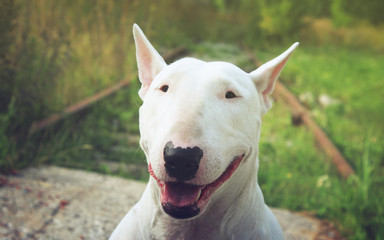English bull Terrier walks outdoors in the summer