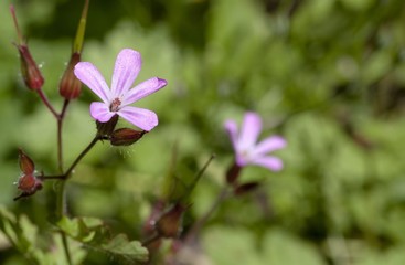 Macrophotographie d'une fleur sauvage: Geranium Herbe a Robert (Geranium robertianum)