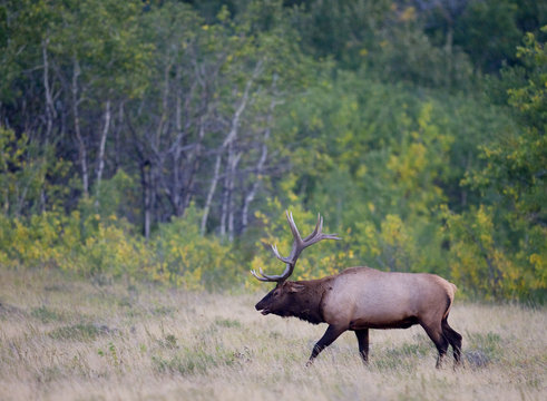 Elk (Cervus elaphus) Male. During the 'Rut' male Elk gather harems of females for breeding. The male keeps other males in the area away from his group. Southwest Alberta Canada.