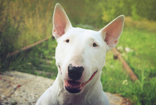 English white terrier american pit bull terrier outlet