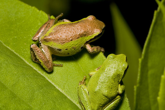 Pacific tree frog on leaf
