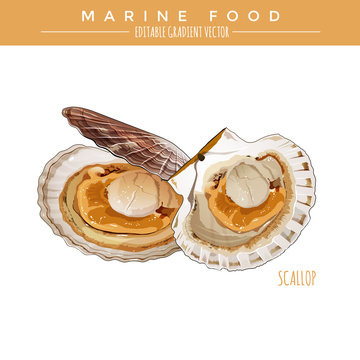 Scallop. Marine Food