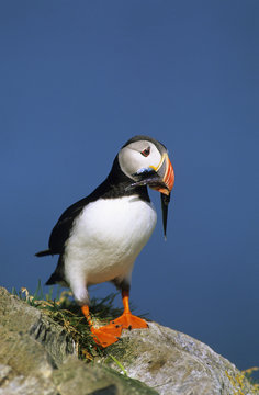 Atlantic puffin with beak full of sand lances