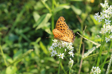 ニラの花の蜜を吸うツマグロヒョウモンのオス