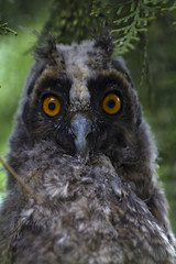 Little Owl masked in the tree juniper