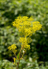 オミナエシ　女郎花