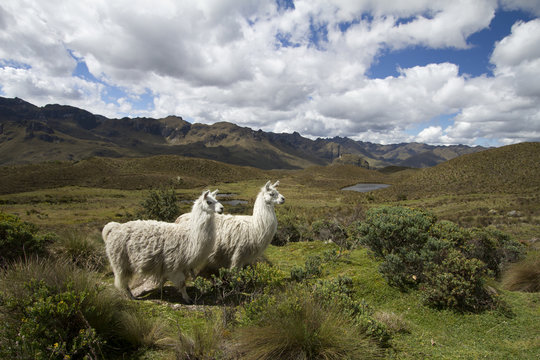Two llamas standing in mountain landscape, Ecuador