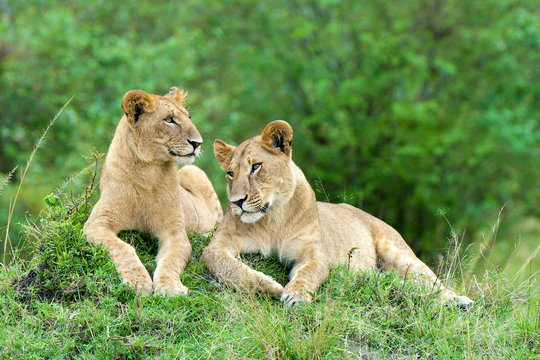 Female African lions (Panthera leo), resting on a termite mound, Masai Mara Game Reserve, Kenya, East Africa
