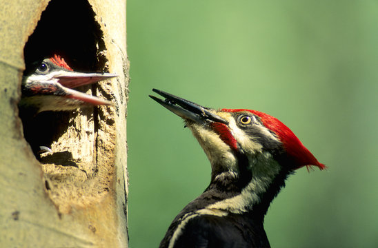 Adult pileated woodpecker (Dryocopus pileatus) feeding carpenter ants to a chick at the nest, northern Alberta, Canada.