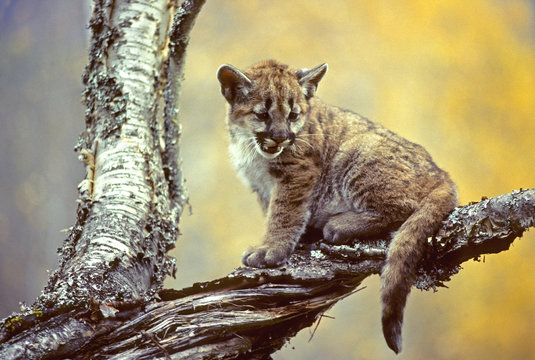 Cougar kitten (Puma concolor), Alberta, Canada. 