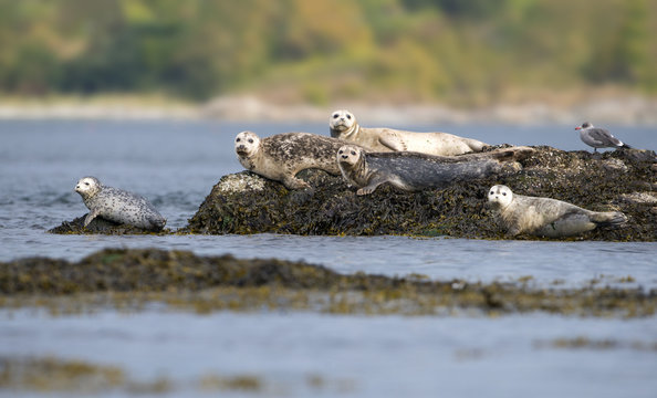 Harbour Seal resting on reefs in Oak Bay