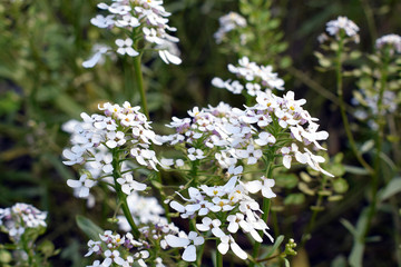 Iberis amara flower. Also called rocket candytuft, bitter candytuft or wild candytuft.