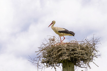 Nest of storks pair on a background blue sky and light clouds