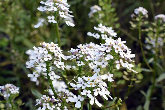 Iberis amara flower. Also called rocket candytuft, bitter candytuft or wild candytuft.