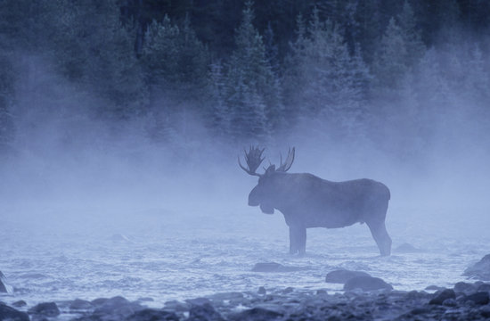 Moose (Alces alces) Male in Mist, Jasper National Park, Alberta, Canada