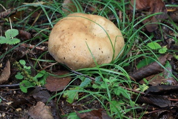Large mushroom