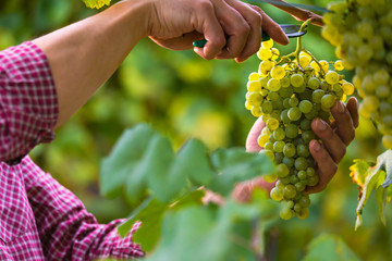 Hands Cutting White Grapes from Vines