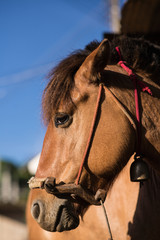 Head shot of a horse