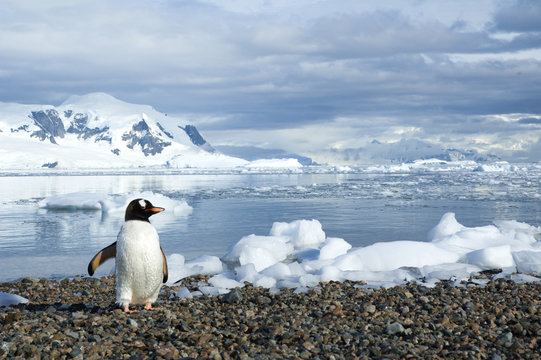 Adult gentoo penguin (Pygoscelis papua) returning from a foraging trip at sea, Neko Harbour, Antarctic Peninsula