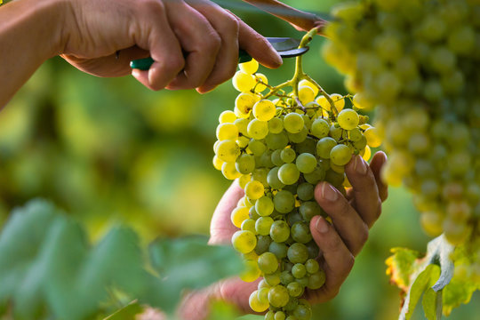 Hands Cutting White Grapes from Vines