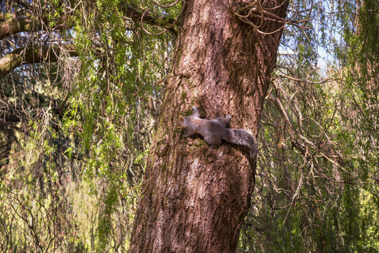 Picture of squirrel sitting on a high tree