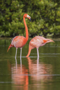 American flamingo (Phoenicopterus ruber) feeding in a lagoon in Cuba.