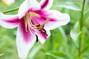 Beautiful lily quality white and pink Colour