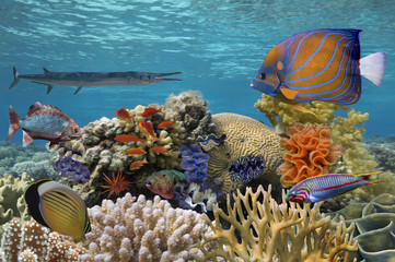 Underwater scene with coral reef and fish photographed in shallo