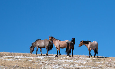 Wild Horse Herd on mountain ridge in western United States