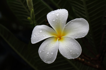 White flower after the rain