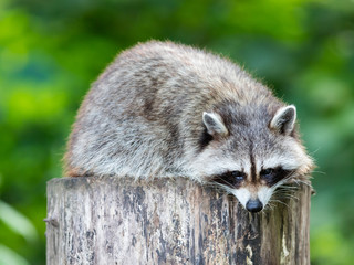 Adult racoon on a tree