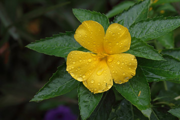 yellow flower after the rain over natural background