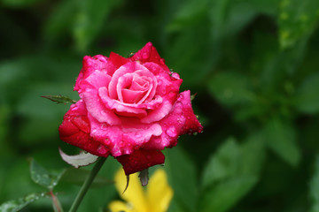 rose after the rain over natural background