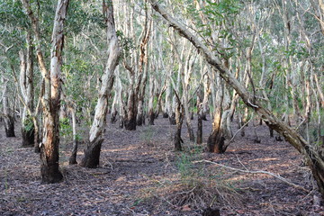 Melaleuca trees Wetland in Rayong Thailland