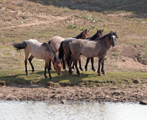 Obraz premium Wild Horse Herd at watering hole in the Pryor Mountain Wild Horse Range in Montana - Wyoming USA