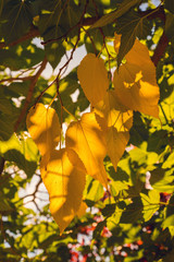 early fall