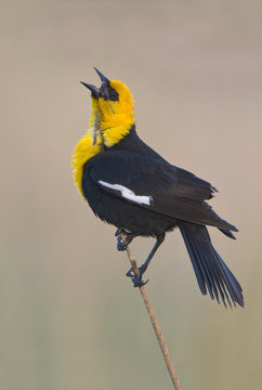 Yellow-headed blackbird (Xanthocephalus xanthocephalus) perched on bullrush, Moses Lake area, Washington, USA