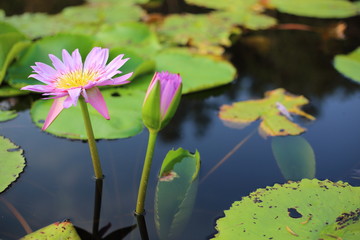 Purple Lotus in Wetland at Rayong Thailland