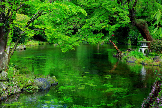 2 Best コノハナノサクヤヒメ Images Stock Photos Vectors Adobe Stock 2 Best コノハナノサクヤヒメ Images Stock Photos Vectors Adobe Stock