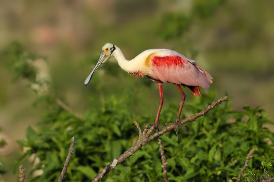 Roseate Spoonbill (Ajaja ajaja) - High Island, Texas, United States of America