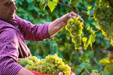 Worker Cutting White Grapes from Vines