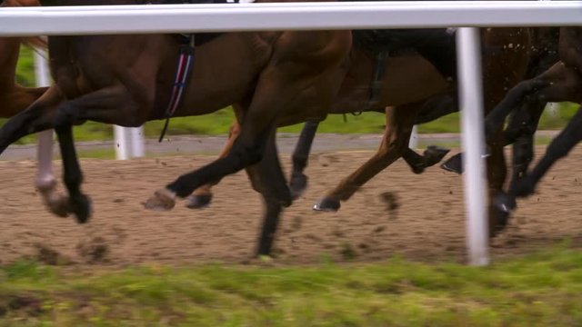 Race Horses Legs Running in Synchronicity 