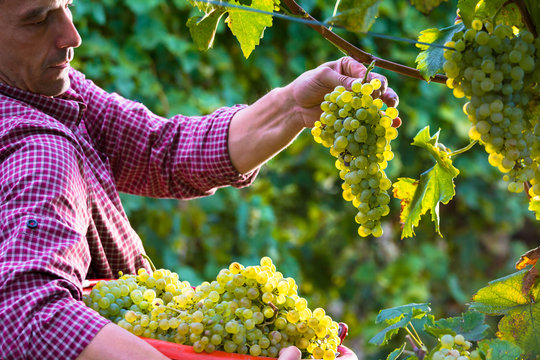 Worker Cutting White Grapes from Vines