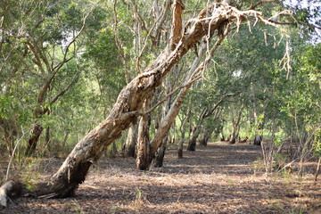 Melaleuca trees Wetland in Rayong Thailland