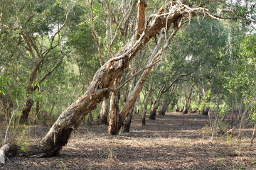 Melaleuca trees Wetland in Rayong Thailland