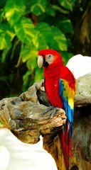Colorful parrot