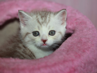 cute grey kitten