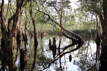 Melaleuca trees Wetland in Rayong Thailland