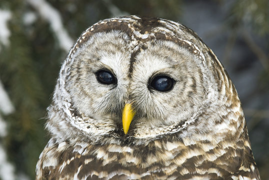 Barred owl (Strix varia), northern Alberta, Canada